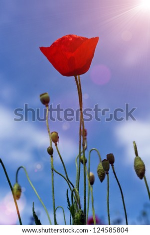 Similar – Rote Mohnblumen und Mohnknospen vor blauem Himmel