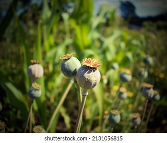 Poppie seed capsules in a garden in the summer