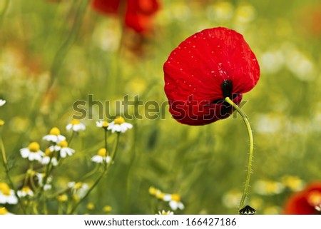 Similar – Wiesenblumen Klatschmohn