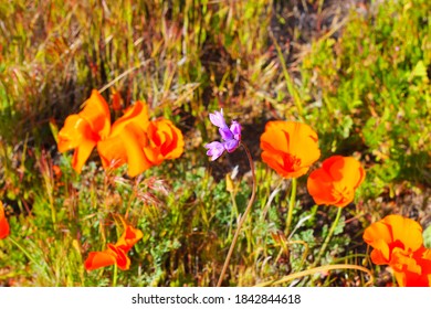 Poppies In Antelope Valley Poppy Reserve