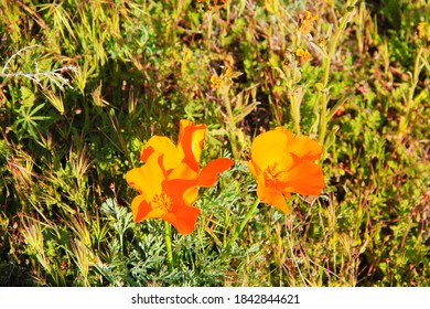 Poppies In Antelope Valley Poppy Reserve