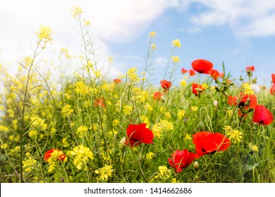 Fleurs Des Champs Images Stock Photos Vectors Shutterstock