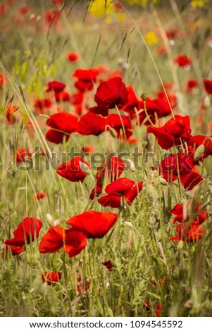 Wiesenblumen Klatschmohn