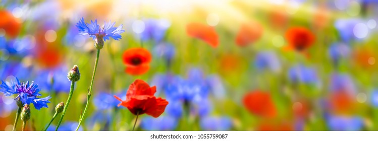 Poppies And Cornflowers In Summertime