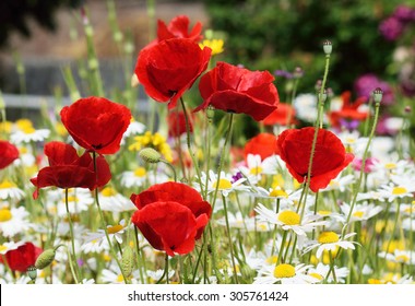 Poppies And Daisies, Scenes From An English Country Cottage Garden.
