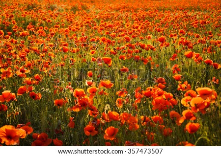 Similar – Image, Stock Photo Field full of poppies Trip