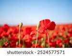 Poppies Field Flowers Red - A close-up image of red poppies in a field against a blue sky.