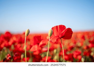 Poppies Field Flowers Red - A close-up image of red poppies in a field against a blue sky. - Powered by Shutterstock