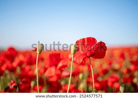 Similar – Foto Bild Mohnblumen auf einem Feld bei Sonnenuntergang in den Bergen an einem nebligen, sonnigen Tag.