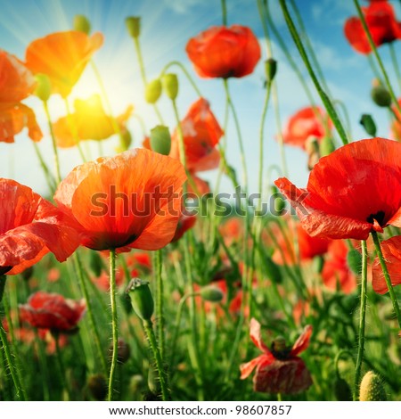 Similar – Foto Bild Mohnblumen auf einem Feld bei Sonnenuntergang in den Bergen an einem nebligen, sonnigen Tag.