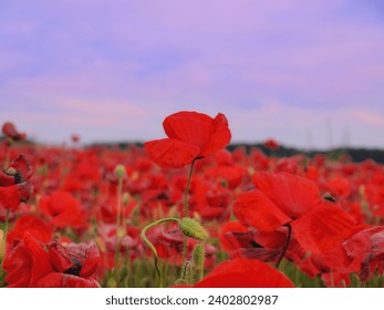 Poppy Seed Field on Sunset Free Stock Photo | picjumbo