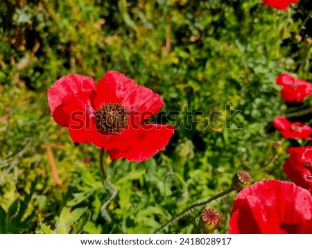 Poppies flower on green, background, wild, natural, fresh, petals, nature.