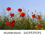 Poppies flowering Latin papaver rhoeas with the light behind in Italy in Springtime a remembrance flower for war dead and veterans November 11, Anzac Day, April 25, VE day, VJ day and remembrance days