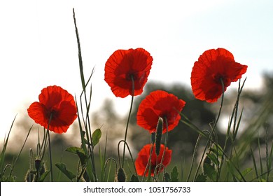 Poppies flowering Latin papaver rhoeas with the light behind in Italy in Springtime a remembrance flower for war dead and veterans November 11, Anzac Day, April 25, VE day, VJ day and remembrance days - Shutterstock ID 1051756733