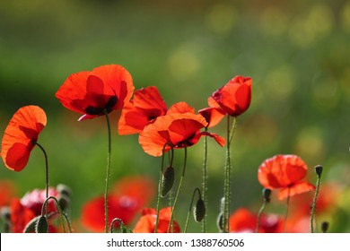 Poppies flowering Latin papaver rhoeas with the light behind in Italy in Springtime a remembrance flower for war dead and veterans November 11, Anzac Day, April 25, VE day, VJ day and remembrance days