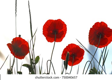 Poppies flowering Latin papaver rhoeas with the light behind in Italy in Springtime a remembrance flower for war dead and veterans November 11, Anzac Day, April 25, VE day, VJ day and remembrance days - Shutterstock ID 750040657