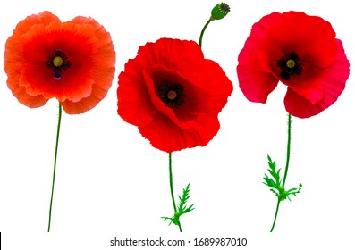 poppies flowers collection isolated on white background