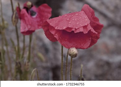 Poppies Flowers With Raindrops In Muted Color