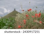 poppies in front of statue Lion of Waterloo, Belgium