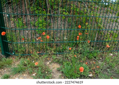 poppies grow on the metal fence
