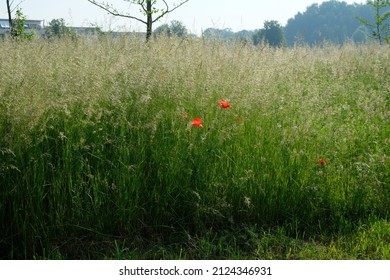 poppies grow in the tall grass