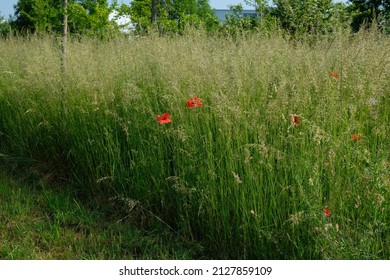 poppies grow in the tall grass