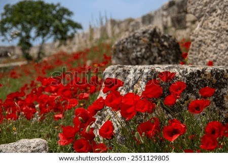 Similar – Foto Bild Wild wachsender Mohn auf einem Feld