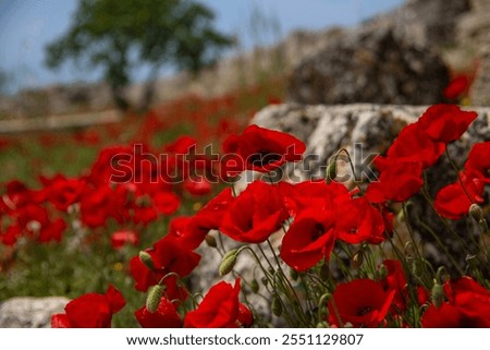 Similar – Foto Bild Wild wachsender Mohn auf einem Feld