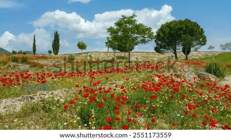 Similar – Foto Bild Wild wachsender Mohn auf einem Feld