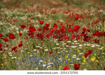 Similar – Foto Bild Wild wachsender Mohn auf einem Feld