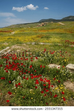 Similar – Foto Bild Wild wachsender Mohn auf einem Feld