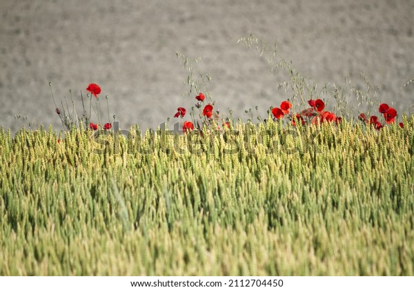 poppies on the\
dividing line of a wheat\
field