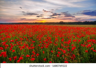 Poppies on green field on summer sunset - Powered by Shutterstock