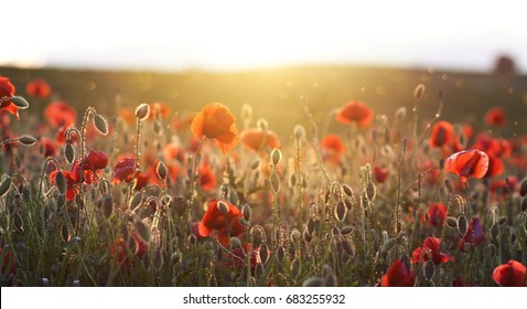 Poppies on green summer field in the sunset