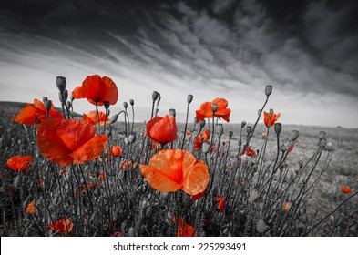 poppies on a meadow