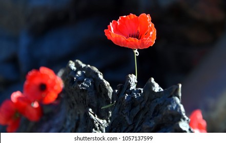 Poppies on a rock at the Australian War Memorial in Canberra. The red poppy has become a symbol of war remembrance (ANZAC Day) the world over.