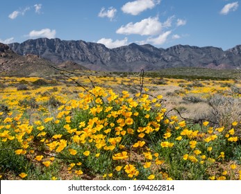 Poppies On The Sun Rise Side Of The Mountain. Spring 2020, El Paso, Texas