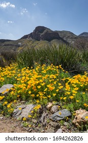 Poppies On The Sun Rise Side Of The Mountain. Spring 2020, El Paso, Texas