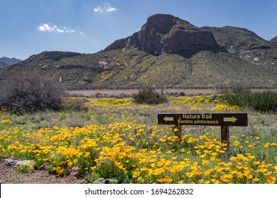 Poppies On The Sun Rise Side Of The Mountain. Spring 2020, El Paso, Texas