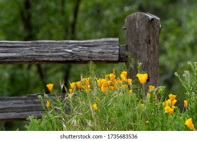 Spring wildflowers Images, Stock Photos & Vectors | Shutterstock