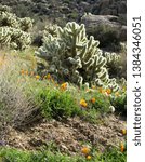 Poppies and teddy bear cholla in the desert on a sunny day seen near Scottsdale, Arizona