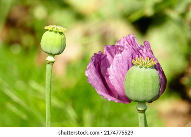 Poppies with their purple flowers in the field