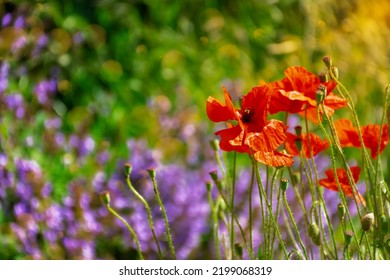 Poppies In An Uncultivated Field, With Selective Focus And Bokeh, With Lavender Flowers And Weed In The Background