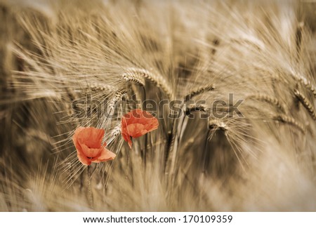 Similar – Image, Stock Photo small red Agriculture