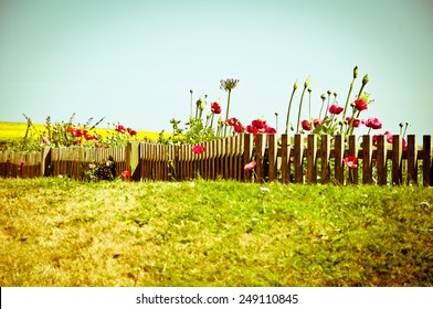 Poppies and a wooden fence in a field