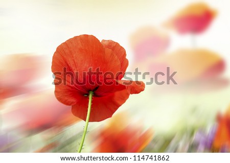 Similar – Foto Bild leuchtend Mohn Blume