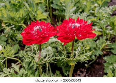 Poppy Anemone (Anemone coronaria) in garden