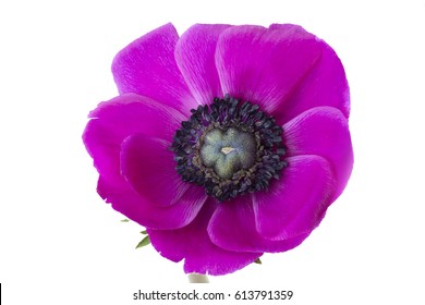 Poppy Anemone (Anemone Coronaria) On White Background