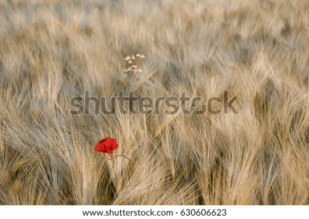 Similar – Image, Stock Photo small red Agriculture