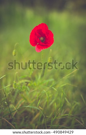 Similar – Hand touching a red poppy